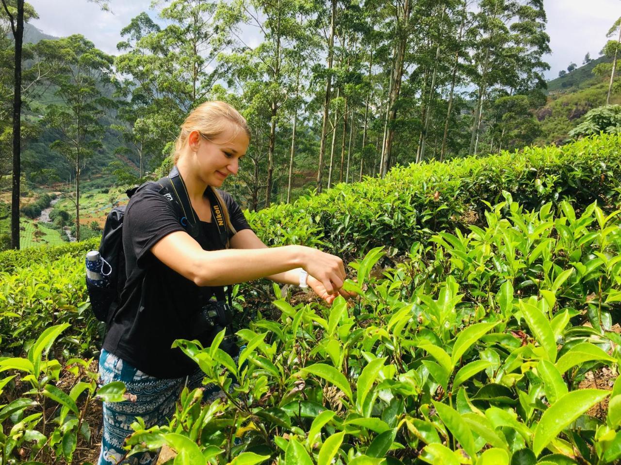 Golden King Guest Bed & Breakfast Nuwara Eliya Bagian luar foto